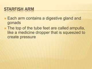 STARFISH ARM
 Each arm contains a digestive gland and
gonads
 The top of the tube feet are called ampulla,
like a medicine dropper that is squeezed to
create pressure
 