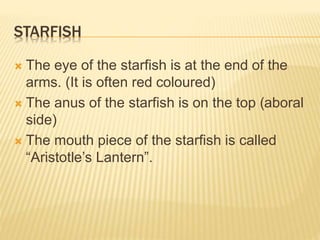STARFISH
 The eye of the starfish is at the end of the
arms. (It is often red coloured)
 The anus of the starfish is on the top (aboral
side)
 The mouth piece of the starfish is called
“Aristotle’s Lantern”.
 
