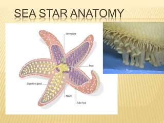 SEA STAR ANATOMY
 
