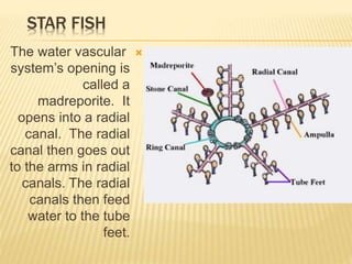 STAR FISH
The water vascular
system’s opening is
called a
madreporite. It
opens into a radial
canal. The radial
canal then goes out
to the arms in radial
canals. The radial
canals then feed
water to the tube
feet.
 