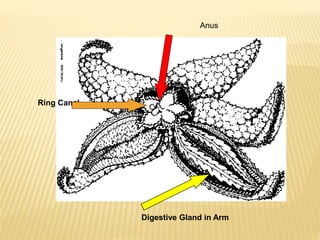 Ring Canal
Digestive Gland in Arm
Anus
 
