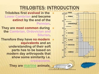 TRILOBITES: INTRODUCTION
Trilobites first evolved in the
Lower Cambrian and became
extinct by the end of the
Permian.
They are most common during
the Cambrian, Ordovician and
Silurian.
Therefore they have no modern
equivalents and an
understanding of their soft
parts has to be based on
modern day arthropods that
show some similarity i.e.
crustaceans.
They are marine animals.
 