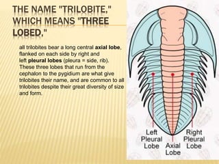 THE NAME "TRILOBITE,"
WHICH MEANS "THREE
LOBED,"
all trilobites bear a long central axial lobe,
flanked on each side by right and
left pleural lobes (pleura = side, rib).
These three lobes that run from the
cephalon to the pygidium are what give
trilobites their name, and are common to all
trilobites despite their great diversity of size
and form.
 