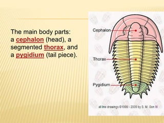 The main body parts:
a cephalon (head), a
segmented thorax, and
a pygidium (tail piece).
 