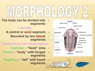 The body can be divided into
segments:
Laterally:
A central or axial segment.
Bounded by two lateral
segments.
Transversely into three regions:
Cephalon - “head” area.
Thorax - “body” with hinged
segments.
Pygidium - “tail” with fused
segments.
 