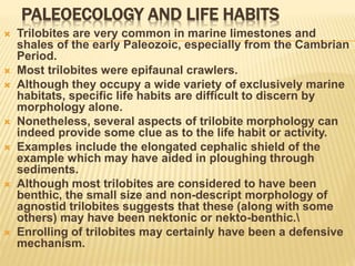 PALEOECOLOGY AND LIFE HABITS
 Trilobites are very common in marine limestones and
shales of the early Paleozoic, especially from the Cambrian
Period.
 Most trilobites were epifaunal crawlers.
 Although they occupy a wide variety of exclusively marine
habitats, specific life habits are difficult to discern by
morphology alone.
 Nonetheless, several aspects of trilobite morphology can
indeed provide some clue as to the life habit or activity.
 Examples include the elongated cephalic shield of the
example which may have aided in ploughing through
sediments.
 Although most trilobites are considered to have been
benthic, the small size and non-descript morphology of
agnostid trilobites suggests that these (along with some
others) may have been nektonic or nekto-benthic.
 Enrolling of trilobites may certainly have been a defensive
mechanism.
 