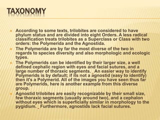TAXONOMY
 According to some texts, trilobites are considered to have
phylum status and are divided into eight Orders. A less radical
classification treats trilobites as a Superclass or Class with two
orders: the Polymerida and the Agnostida.
 The Polymerida are by far the most diverse of the two in
regards to species diversity and also morphologic and ecologic
types.
 The Polymerids can be identified by their larger size, a well
defined cephalic region with eyes and facial sutures, and a
large number of thoraxic segments. An easier way to identify
Polymerids is by default; if its not a agnostid (easy to identify)
then it's a Polymerid. All of the images you have seen thus far
are Polymerids, here is another example from this diverse
group.
 Agnostid trilobites are easily recognizable by their small size,
few thoraxic segments (usually around two), and a cephalon
without eyes which is superficially similar in morphology to the
pygidium. Furthermore, agnostids lack facial sutures.
 