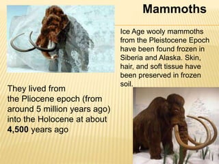 Mammoths
They lived from
the Pliocene epoch (from
around 5 million years ago)
into the Holocene at about
4,500 years ago
Ice Age wooly mammoths
from the Pleistocene Epoch
have been found frozen in
Siberia and Alaska. Skin,
hair, and soft tissue have
been preserved in frozen
soil.
 