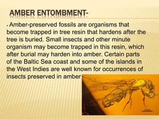 AMBER ENTOMBMENT-
- Amber-preserved fossils are organisms that
become trapped in tree resin that hardens after the
tree is buried. Small insects and other minute
organism may become trapped in this resin, which
after burial may harden into amber. Certain parts
of the Baltic Sea coast and some of the islands in
the West Indies are well known for occurrences of
insects preserved in amber
 