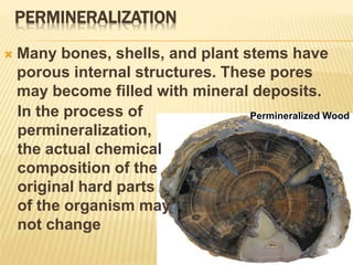 PERMINERALIZATION
 Many bones, shells, and plant stems have
porous internal structures. These pores
may become filled with mineral deposits.
In the process of
permineralization,
the actual chemical
composition of the
original hard parts
of the organism may
not change
Permineralized Wood
 