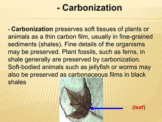 - Carbonization
- Carbonization preserves soft tissues of plants or
animals as a thin carbon film, usually in fine-grained
sediments (shales). Fine details of the organisms
may be preserved. Plant fossils, such as ferns, in
shale generally are preserved by carbonization.
Soft-bodied animals such as jellyfish or worms may
also be preserved as carbonaceous films in black
shales
(leaf)
 