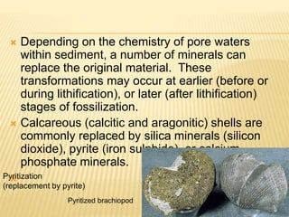  Depending on the chemistry of pore waters
within sediment, a number of minerals can
replace the original material. These
transformations may occur at earlier (before or
during lithification), or later (after lithification)
stages of fossilization.
 Calcareous (calcitic and aragonitic) shells are
commonly replaced by silica minerals (silicon
dioxide), pyrite (iron sulphide), or calcium
phosphate minerals.
Pyritization
(replacement by pyrite)
Pyritized brachiopod
 