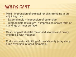 MOLD& CAST
 Mold - impression of skeletal (or skin) remains in an
adjoining rock
 External mold = impression of outer side
 Internal mold (steinkern) = impression shows form or
markings of inner surface

 Cast - original skeletal material dissolves and cavity
(mold) fills with material

 Endocast- natural infilling of cranial cavity (may study
brain evolution in fossil mammals)
 