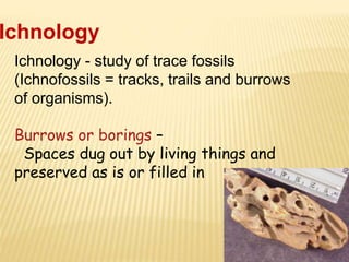 Ichnology - study of trace fossils
(Ichnofossils = tracks, trails and burrows
of organisms).
Burrows or borings –
Spaces dug out by living things and
preserved as is or filled in
Ichnology
 