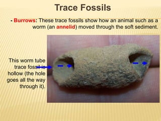 Trace Fossils
- Burrows: These trace fossils show how an animal such as a
worm (an annelid) moved through the soft sediment.
This worm tube
trace fossil is
hollow (the hole
goes all the way
through it).
 