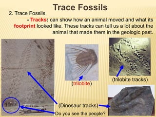 Trace Fossils
2. Trace Fossils
- Tracks: can show how an animal moved and what its
footprint looked like. These tracks can tell us a lot about the
animal that made them in the geologic past.
(trilobite)
(trilobite tracks)
(Dinosaur tracks)
Do you see the people?
 