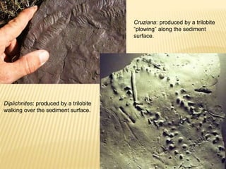 Cruziana: produced by a trilobite
“plowing” along the sediment
surface.
Diplichnites: produced by a trilobite
walking over the sediment surface.
 