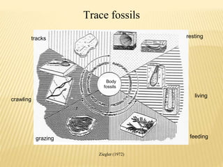 grazing
crawling
tracks resting
living
feeding
Trace fossils
Ziegler (1972)
Body
fossils
 