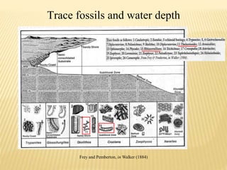 Trace fossils and water depth
Frey and Pemberton, in Walker (1884)
 