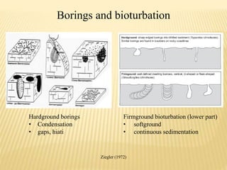 Hardground borings
• Condensation
• gaps, hiati
Firmground bioturbation (lower part)
• softground
• continuous sedimentation
Borings and bioturbation
Ziegler (1972)
 