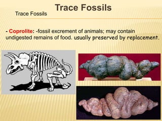 Trace Fossils
Trace Fossils
- Coprolite: -fossil excrement of animals; may contain
undigested remains of food. usually preserved by replacement.
 