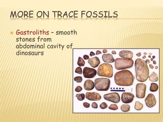 MORE ON TRACE FOSSILS
 Gastroliths – smooth
stones from
abdominal cavity of
dinosaurs
 