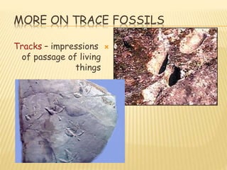 MORE ON TRACE FOSSILS
Tracks – impressions
of passage of living
things
 