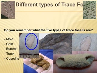 Different types of Trace Fossils
Do you remember what the five types of trace fossils are?
- Mold
- Cast
- Burrow
- Track
- Coprolite
 