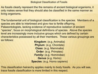Biological Classification of Fossils
As fossils clearly represent the the remains of ancient biological organisms, it
only makes sense that they should also be classified in the same manner as
living organisms.
The fundamental unit of biological classification is the species. Members of a
species are able to interbreed and give rise to fertile offspring.
Palaeontologists, lacking evidence of reproductive isolation of ancient
“species”, focus on morphological definitions of species. Above the species
level are increasingly more inclusive groups which are defined by certain
characteristics possessed by all their members. These various groupings are
as follows:
Kingdom: (e.g. Animalia)
Phylum: (e.g. Chordata)
Class: (e.g. Mammalia)
Order: (e.g. Primates)
Family: (e.g. Hominidae)
Genus (e.g. Homo)
Species: (e.g. Homo sapiens)
This classification heirarchy applies mainly to body fossils. As you will see,
trace fossils classification is more limited in this respect.
 