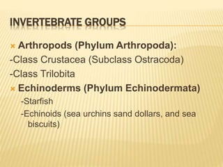 INVERTEBRATE GROUPS
 Arthropods (Phylum Arthropoda):
-Class Crustacea (Subclass Ostracoda)
-Class Trilobita
 Echinoderms (Phylum Echinodermata)
-Starfish
-Echinoids (sea urchins sand dollars, and sea
biscuits)
 