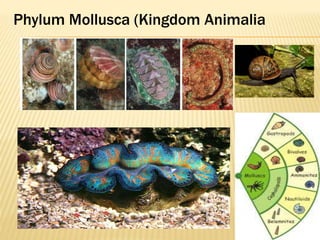 Phylum Mollusca (Kingdom Animalia
 