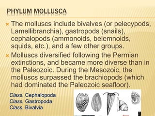PHYLUM MOLLUSCA
 The molluscs include bivalves (or pelecypods,
Lamellibranchia), gastropods (snails),
cephalopods (ammonoids, belemnoids,
squids, etc.), and a few other groups.
 Molluscs diversified following the Permian
extinctions, and became more diverse than in
the Paleozoic. During the Mesozoic, the
molluscs surpassed the brachiopods (which
had dominated the Paleozoic seafloor).
Class. Cephalopoda
Class. Gastropoda
Class. Bivalvia
 
