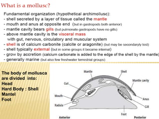 The body of mollusca
are divided into:
Head
Hard Body : Shell
Mantel
Foot
 