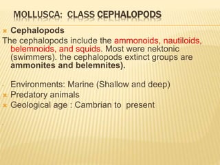 MOLLUSCA: CLASS CEPHALOPODS
 Cephalopods
The cephalopods include the ammonoids, nautiloids,
belemnoids, and squids. Most were nektonic
(swimmers). the cephalopods extinct groups are
ammonites and belemnites).
- Environments: Marine (Shallow and deep)
 Predatory animals
 Geological age : Cambrian to present
-
 