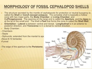 MORPHOLOGY OF FOSSIL CEPHALOPOD SHELLS
 The structure secreted by the mantle of cephalopods for protection or neutral buoyancy is
called the Shell or Conch (except octopus). The complete shell is basically a hollow
cone with two major parts, the Body Chamber, or Living Chamber, and
thePhragmocone. The opening on the large end is called the Aperture, and the Apex is
at the tip of the small end. The shell orTest that forms the cone is called the Shell Wall.
 Orientation : Lateral is between ventral and dorsal. Longitudinal is in an anterior to
posterior direction, and Transverse is in a dorsal to ventral direction.
 Body Chamber:
- Chambers
- Septa
- Siphuncle: extended from the mantel to apex
-About 8-10 tentacles
-Funnel
-The edge of the aperture is the Peristome.

 
