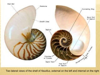 Two lateral views of the shell of Nautilus, external on the left and internal on the right
 