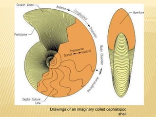Drawings of an imaginary coiled cephalopod
shell
 