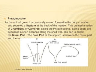  Phragmocone
As the animal grew, it occasionally moved forward in the body chamber
and secreted a Septum at the back of the mantle. This created a series
of Chambers, or Camerae, called the Phragmocone. Some septa are
deposited a short distance along the shell wall, this part is called
the Mural Part. The Free Part of the septum is between the mural part
and the septal neck.
Parts of a Septal Suture line.
 