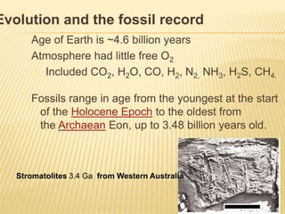 Age of Earth is ~4.6 billion years
Atmosphere had little free O2
Included CO2, H2O, CO, H2, N2, NH3, H2S, CH4.
Fossils range in age from the youngest at the start
of the Holocene Epoch to the oldest from
the Archaean Eon, up to 3.48 billion years old.
Evolution and the fossil record
Stromatolites 3.4 Ga from Western Australia
 