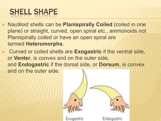 SHELL SHAPE
 Nautiloid shells can be Planispirally Coiled (coiled in one
plane) or straight, curved, open spiral etc., ammonoids not
Planispirally coiled or have an open spiral are
termed Heteromorphs.
 Curved or coiled shells are Exogastric if the ventral side,
or Venter, is convex and on the outer side,
and Endogastric if the dorsal side, or Dorsum, is convex
and on the outer side.
 