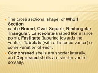  The cross sectional shape, or Whorl
Section,
canbe Round, Oval, Square, Rectangular,
Triangular, Lanceolate(shaped like a lance
point), Fastigate (tapering towards the
venter), Tabulate (with a flattened venter) or
some variation of each.
 Compressed shells are shorter laterally,
and Depressed shells are shorter ventro-
dorsally.
 
