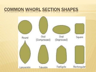 COMMON WHORL SECTION SHAPES
 