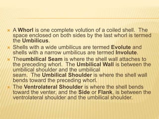  A Whorl is one complete volution of a coiled shell. The
space enclosed on both sides by the last whorl is termed
the Umbilicus.
 Shells with a wide umbilicus are termed Evolute and
shells with a narrow umbilicus are termed Involute.
 Theumbilical Seam is where the shell wall attaches to
the preceding whorl. The Umbilical Wall is between the
umbilical shoulder and the umbilical
seam. The Umbilical Shoulder is where the shell wall
bends toward the preceding whorl.
 The Ventrolateral Shoulder is where the shell bends
toward the venter, and the Side or Flank, is between the
ventrolateral shoulder and the umbilical shoulder.
 