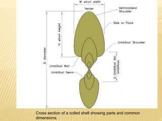 Cross section of a coiled shell showing parts and common
dimensions.
 