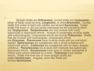 
Straight shells are Orthocones, curved shells are Cyrtocones,
either of these could be long, Longiconic, or short,Breviconic. Curved
shells that make at least one volution are termed Gyrocones. Coiled
shells that touch or are just barely impressed by the preceding whorl
are Tarphycones. Serpenticones are very evolute with many
subcircular or depressed whorls. Involute to moderately involute shells
with subrectangular, compressed whorls are termed Platycones. Shells
that are involute with subtriangular, compressed whorls
are Oxycones. Discocones have involute shells with an oval whorl
section. Spherocones are subglobular with a small umbilicus and
subcircular whorls. Cadicones are subglobular with an open, angular,
umbilicus. Planorbicones are evolute with relatively few subcircular
depressed whorls. Ancylocones have open or closed, planispiral or
helical early whorls followed by a hook. Torticones have helical
whorls. Shells that form two or more straight shafts are
called Hamiticones. Irregular, worm like shells are
termed Vermicones.
 