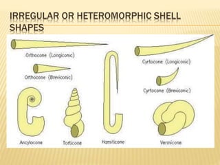 IRREGULAR OR HETEROMORPHIC SHELL
SHAPES
 