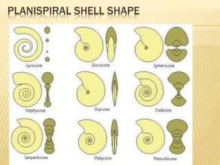 PLANISPIRAL SHELL SHAPE
 