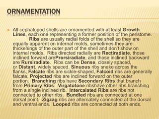 ORNAMENTATION
 All cephalopod shells are ornamented with at least Growth
Lines, each one representing a former position of the peristome.
Ribs are usually radial folds of the shell so they are
equally apparent on internal molds, sometimes they are
thickenings of the outer part of the shell and don’t show on
internal molds. Ribs directed radially are Rectiradiate, those
inclined forward areProrsiradiate, and those inclined backward
are Rursiradiate. Ribs can be Dense, closely spaced,
or Distant, widely spaced. Sinuous ribs snake across the
flanks, Falcate ribs are sickle-shaped, Falcoid ribs are generally
falcate, Projected ribs are inclined forward on the outer
portion. Branching ribs have Secondary Ribs that branch
from Primary Ribs. Virgatotone ribshave other ribs branching
from a single inclined rib. Intercalated Ribs are ribs not
connected to other ribs. Bundled ribs are connected at one
dorsal point. Zigzag ribs are alternately connected at the dorsal
and ventral ends. Looped ribs are connected at both ends.
 