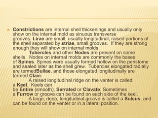  Constrictions are internal shell thickenings and usually only
show on the internal mold as sinuous transverse
grooves. Lirae are small, usually longitudinal, raised portions of
the shell separated by striae, small grooves. If they are strong
enough they will show on internal molds.
Tubercles and other Nodes are present on some
shells. Nodes on internal molds are commonly the bases
of Spines. Spines were usually formed hollow on the peristome
and sealed later as the shell grew. Tubercles elongated radially
are termedBullae, and those elongated longitudinally are
termed Clavi.
A raised longitudinal ridge on the venter is called
a Keel. Keels can
be Entire (smooth), Serrated or Clavate. Sometimes
a Furrow or groove can be found on each side of the keel.
A large, deep, longitudinal groove is called a Sulcus, and
can be found on the venter or in a lateral position.
 