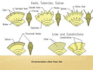 Ornamentation other than ribs
Ornamentation other than ribs
 